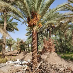  15 Date Palm Trees