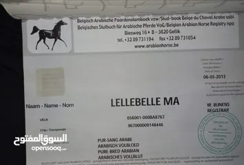  1 خيل عربيه للبيع