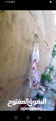  5 كل عام وانتم بخير لحام متنقل لذبح جميع انواع الأضاحي_ونذور للتواصل
