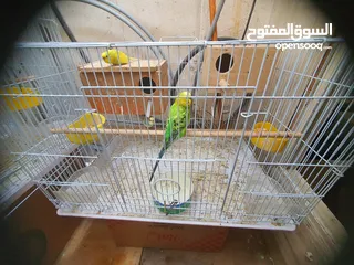  2 lovebirds with Cage for sale
