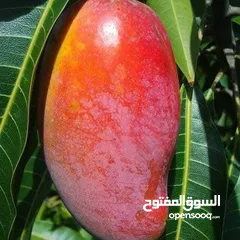  20 الأشجار المثمرة والزينة تجمع بين الجمال والفائدة، تنسيق وصيانة الحدائق الداخليه والخارجية