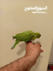  5 Green Ringneck parrot baby