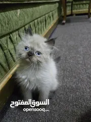  1 قطط هملايا