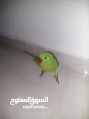  3 ببغاء درارة  هندي كوكو عمر سنة وريكو عمر سنة ونص اليف ولعوب ومدرب وصحتو جيدة جدا ومرح بلعب بالبيت .