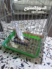  2 جوز كوكتيل وايت فيس