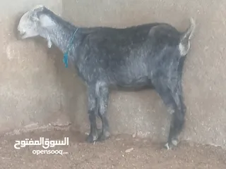  3 بسم الله الرحمن ارحيم معز فل لحم وسن صغير ضحايه