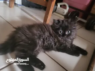  2 Persian cats