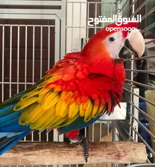  4 cockatoo/macaw parrots available