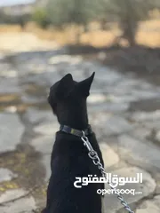  1 هاسكي انثى للبدل او البيع