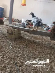  2 دجاج عرب اصلي للبيع