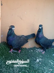  2 حمام للبيع جوز شغالات للبيع بدون الفراخ جوز بولنديات
