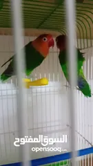  1 فلشر اخضر للبيع