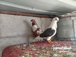  2 مخلف جديد ألماني ثوب صافي مطلوب 20