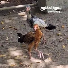  3 دواجن باكستانيات للبيع