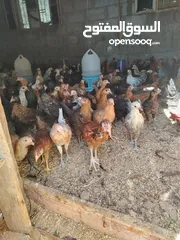  4 بسم الله مشاء الله متاح بفضل الله فراخ بلدي العمر شهرين صحه ونضافه بصلاه على النبي ماخذات مطاعيم نيو