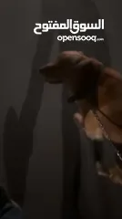  2 كلب جولدين ريتريفر للبيع بسعر مميز جدا