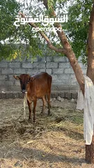  2 بقر محلي عماني تربيه مزرعه عمر حول سنتين