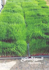  18 استنبات شعير  شعير مستنبت Sprouted   صواني استنبات شعير Barley germination barley