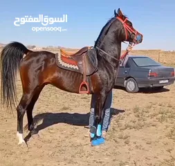  4 خیل عربی دبی باشا