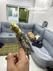  1 طيور كوكتيل للبيع