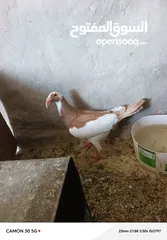  3 جوز مع فحل للبيع ..