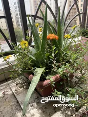  5 Balcony flower plants