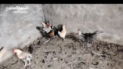  2 فراخ بلدي للبيع