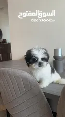  2 Pure shih tzu