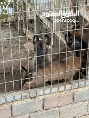  2 جراو مالينوووو للبيع قناع اسود دم حامي عمر 45 يوم