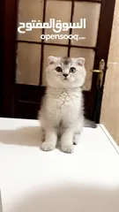  2 قط سكوتش فولد عمر شهرين ونص