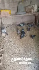  2 حمام مخلط للبيع