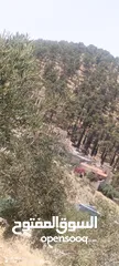  3 3600متر مزروعات باشجار الزيتون كامل القطعة مطلة وكاشفة