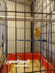  8 كناري فحول نار يوجد جواز و مخاليف بسم الله ماشاء الله جاهزة مية بالمئة