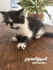  1 Half piki and turkish female cat للبيع قطة تركي وهاف بيكي