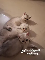  19 kittens for sale 60 days old    Scottish.