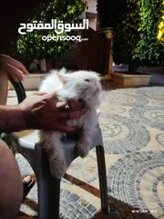  4 قطه شيرازي