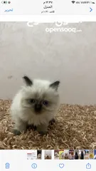  1 قطط صغيره للبيع