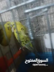  6 جوزين تكساس واحد ذهبي واحد رمادي