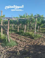  1 هكتار ونص للبيع في تاكلسه