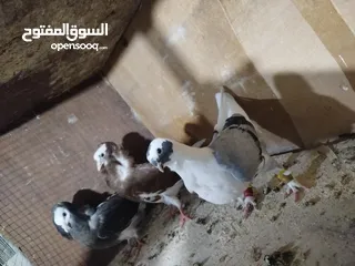  8 حمام طواير وفحول نخب النخب شغالات ميه بالميه في فحول كش بيهن