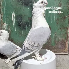  1 جوزين سنتونايت نخب