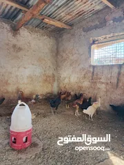  6 دجاج بلدي وبناديق باكستاني للبيع
