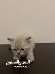  3 ماشاءالله قطط أحجام ممتاز وصحة كويسه