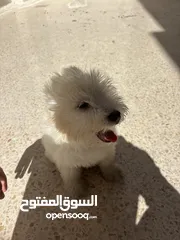  1 كلب للبيع الموقع جبل عمان