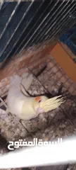  5 فراخ و زوج تكساس هوجو رومو وطيرة تكساس هوجو رومو وطيرة كوكتيل جاهزة