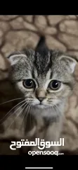  3 قطط سكوتش فولد ذكر وانثى