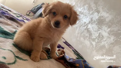 2 Pure Mini Golden Retriever Puppy for Sale – 2 Months Old (Male)  بيور كلب ميني جولدن ريتريفر للبيع
