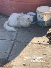  2 قطط قطط قطط