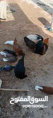  4 دجاج للبيع