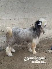  3 تيس فحل رحبي خالص